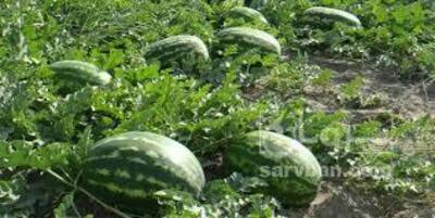 فروش هندوانه