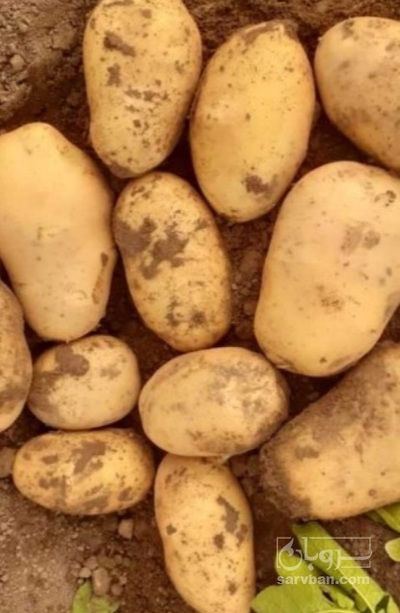 فروش سیب زمینی آگریا