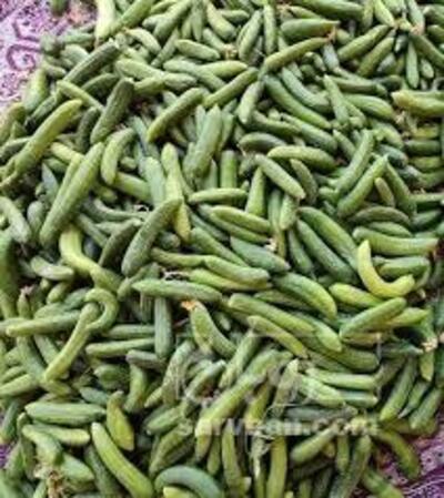 فروش خیارخیارشوری