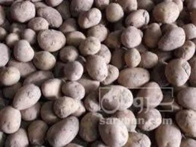 فروش سیب زمینی مارفونا