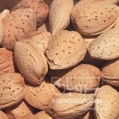 فروش بادام درختی