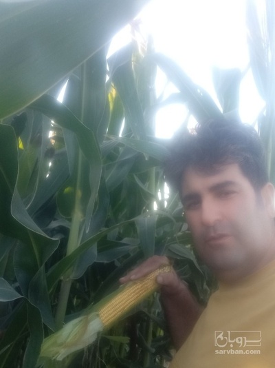 فروش چاپر ذرت - سیلاژ ذرت