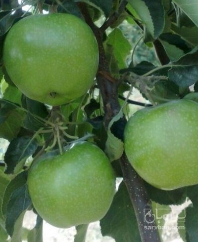 فروش سیب سبز