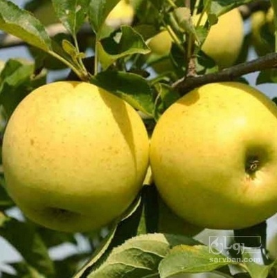 فروش سیب زرد