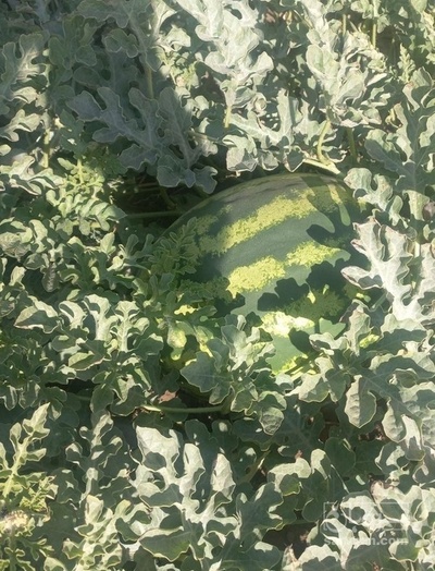 فروش هندوانه گرد