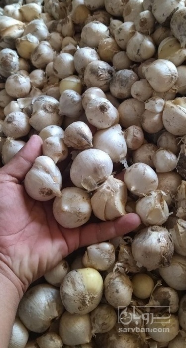 فروش موسیر پیاز