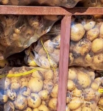 فروش سیب زمینی اگریا کارخانه ایی