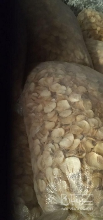 فروش موسیر پلاک