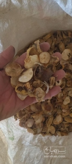 فروش موسیر پودری