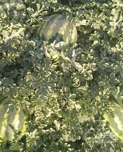 فروش هندوانه گرد