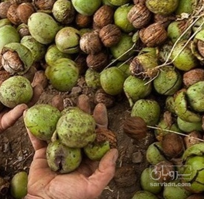 فروش گردو تازه