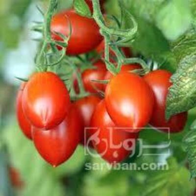 فروش گوجه فرنگی