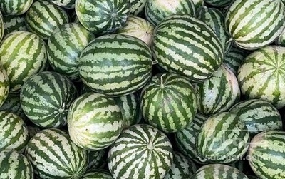 فروش هندوانه گرد