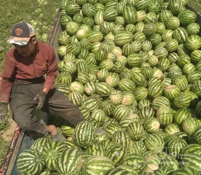 فروش هندوانه گرد