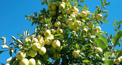 فروش سیب زرد