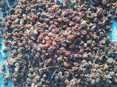 فروش کشمش پلویی