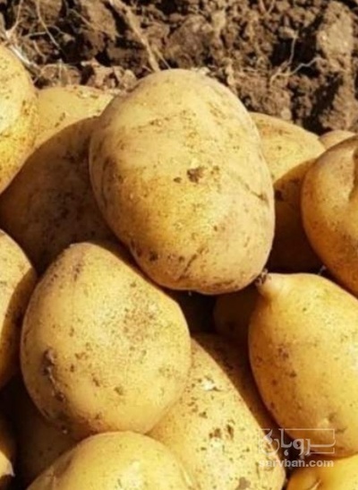 فروش سیب زمینی جلی