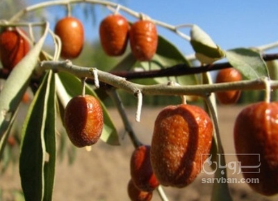 فروش سنجد تازه