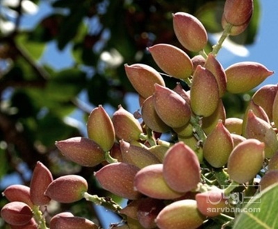 فروش پسته تازه