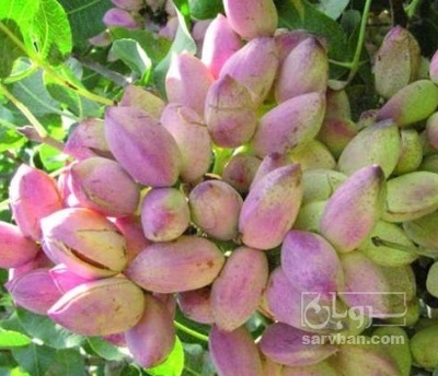 فروش پسته تر خوشه ایی