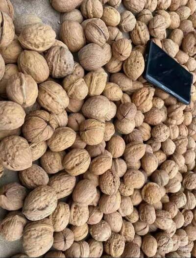 فروش گردو