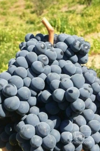 فروش انگور سیاه سردشت