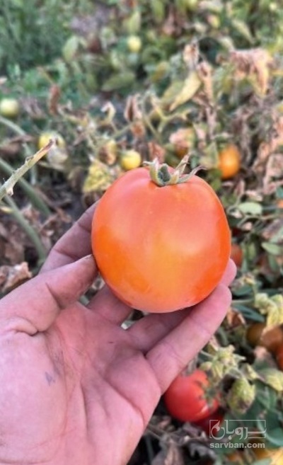 فروش گوجه فرنگی ربی