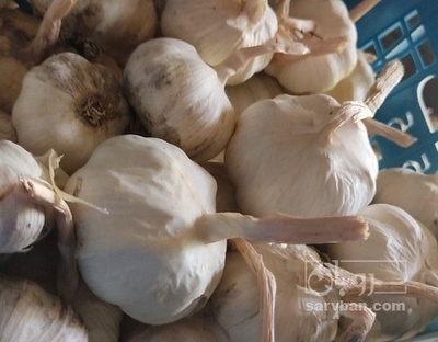 فروش سیر سبدی