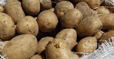 فروش سیب زمینی دامی