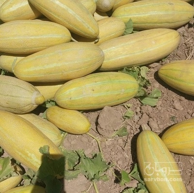 فروش خربزه مشهدی