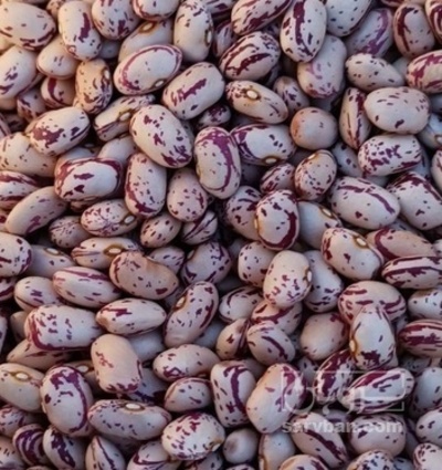 فروش لوبیا چیتی