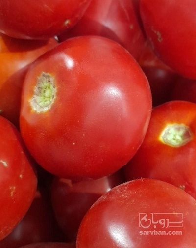 فروش گوجه فرنگی