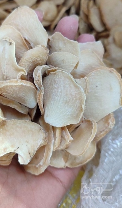 فروش موسیر پلاک