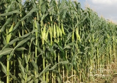 فروش ذرت علوفه ای