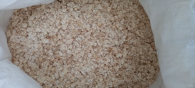 فروش یولاف - جو دو سر