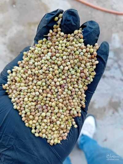 فروش تخم گشنیز