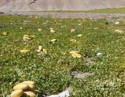 فروش خربزه مشهدی