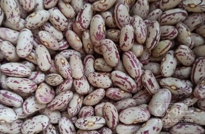 فروش لوبیا چیتی