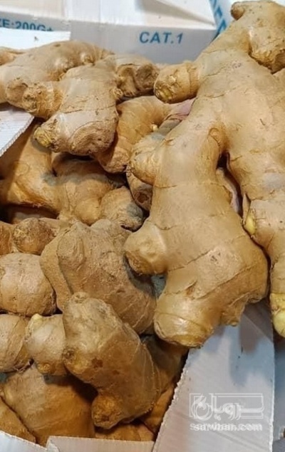 فروش زنجبیل تازه