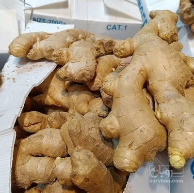 فروش زنجبیل تازه