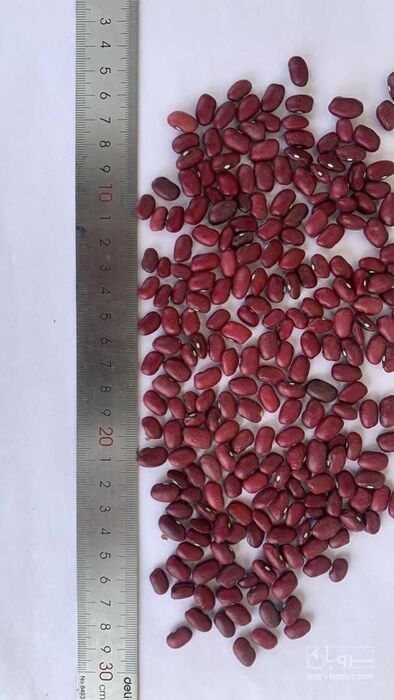 فروش لوبیا قرمز