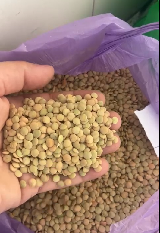 فروش عدس