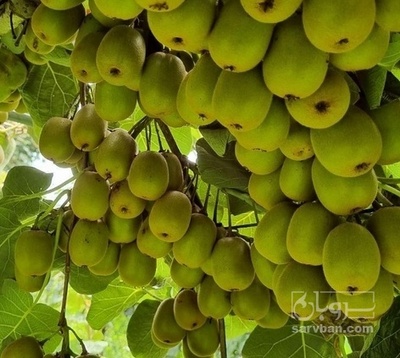 فروش کیوی آناناسی و خونی