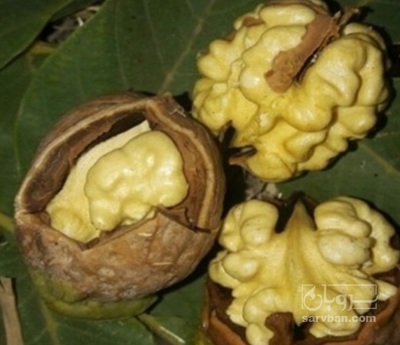 فروش گردو تازه