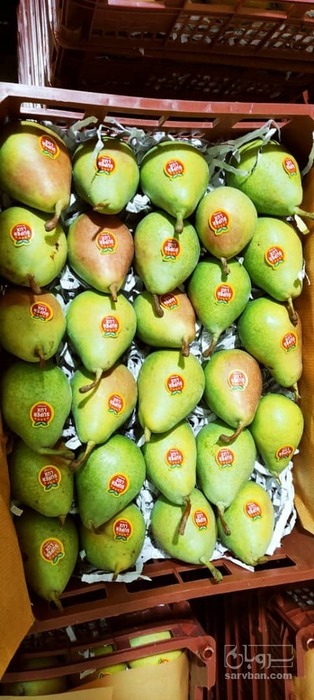 فروش گلابی بیروتی 2