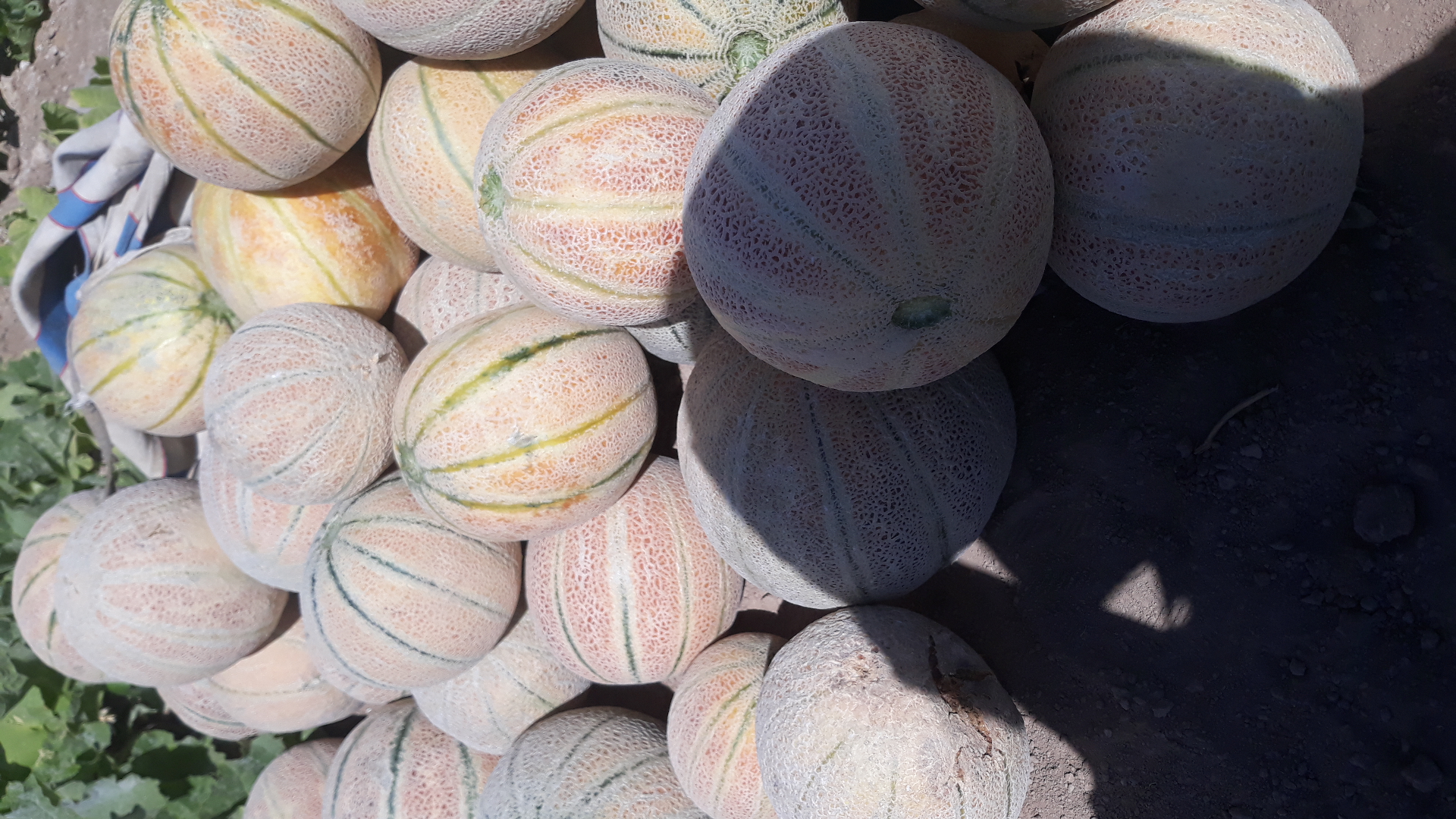 فروش طالبی