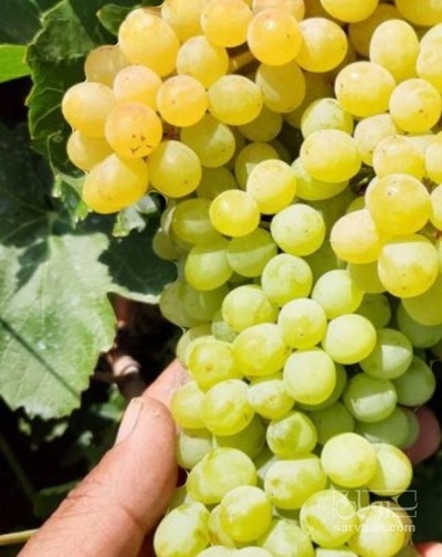 فروش انگور سفید