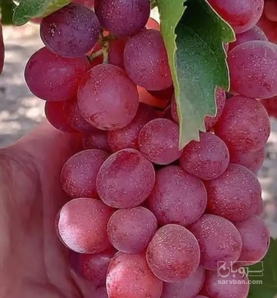 فروش انگور قرمز