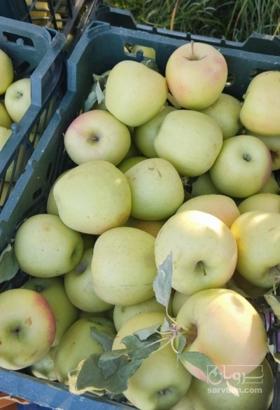 فروش سیب زرد