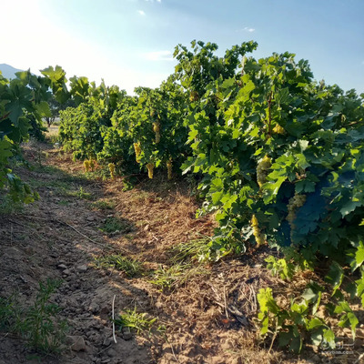 کشمش آفتابی ارگانیک